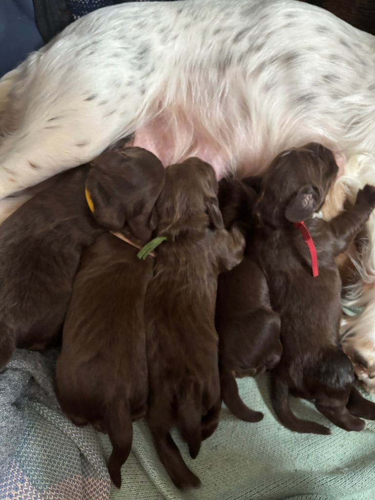 Chunky Full Cocker Puppies