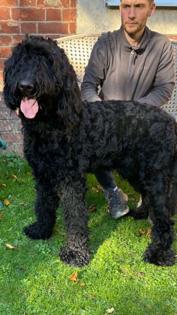 Bruno.Wonderful 1 year old Bermedoodle  Seeks New Bestie
