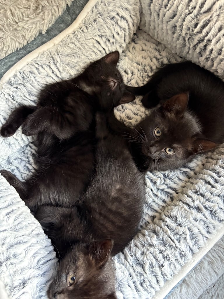 Three kittens 