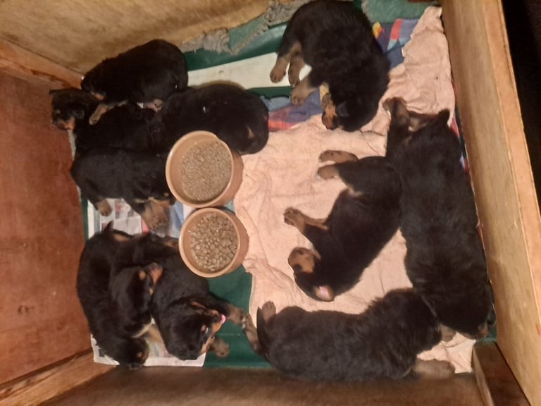 Rottweiler cross Bernese mountain dog puppies 