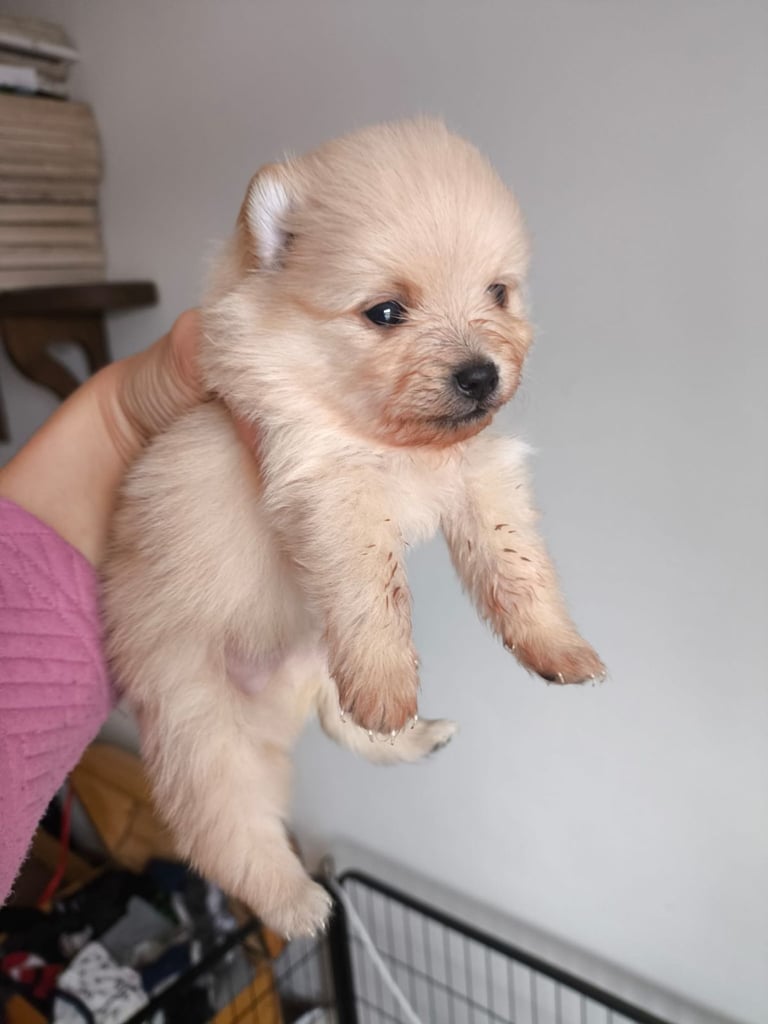 Pomeranian puppies - 2 boys