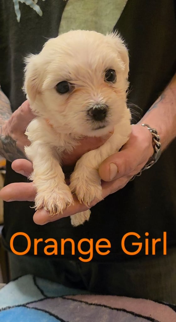 Adorable Maltese  Puppies 