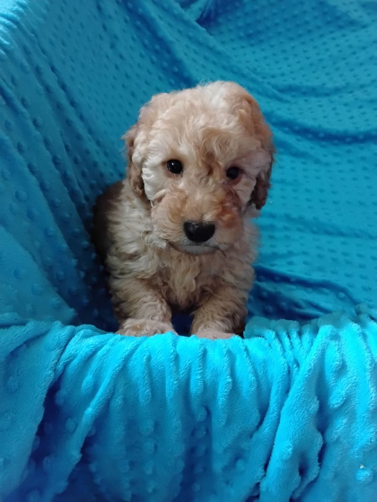 Cockapoo puppies 