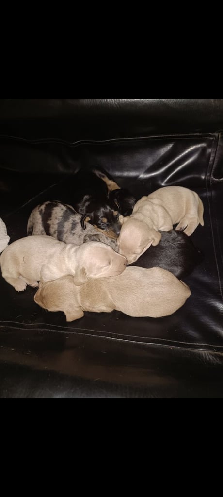 Miniature dachshund puppies 