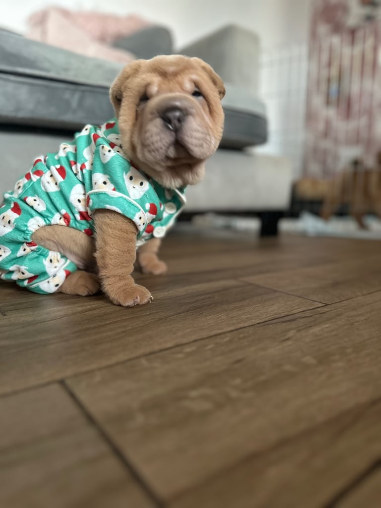 Shar pei puppies