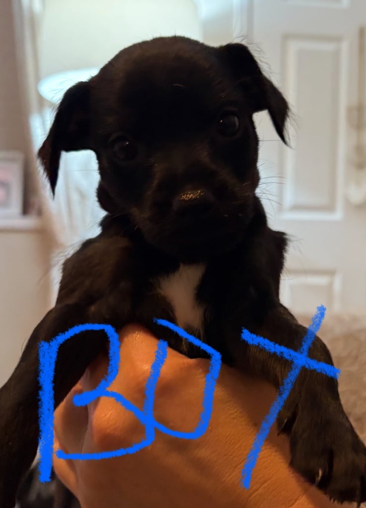 Patterdale terriers for sale 