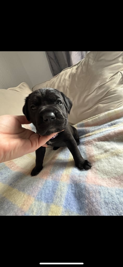 ‼️🐾💕Last girl💕💙Last boy💙🐾‼️