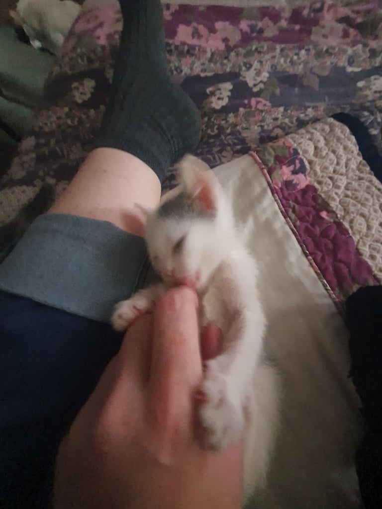 Beautiful blue/white russian kitten