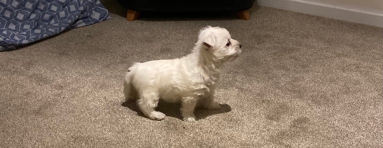 Westie pups