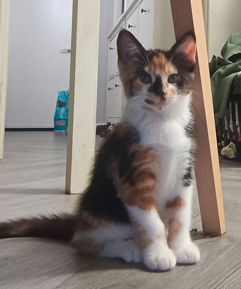 image for All girls little love bugs ready for their new homes 