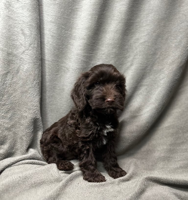 Cockapoo puppys 