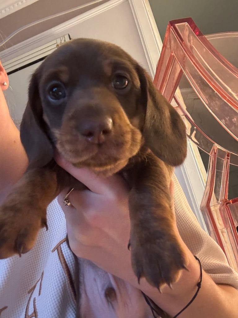 Miniature dachshund for sale £1200