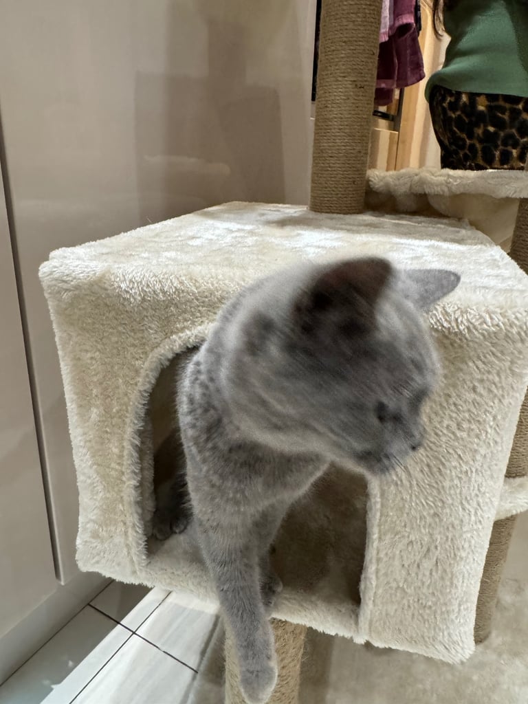 British short hair kittens 