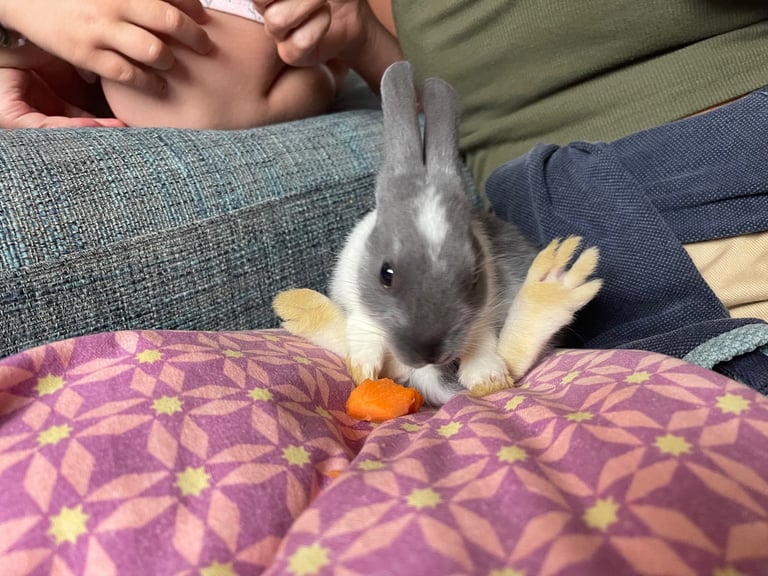 Gorgeous friendly 3 month old rabbits