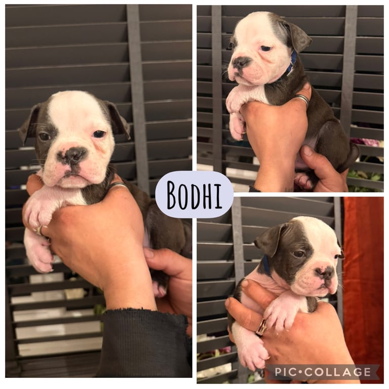 Olde English bulldog puppies