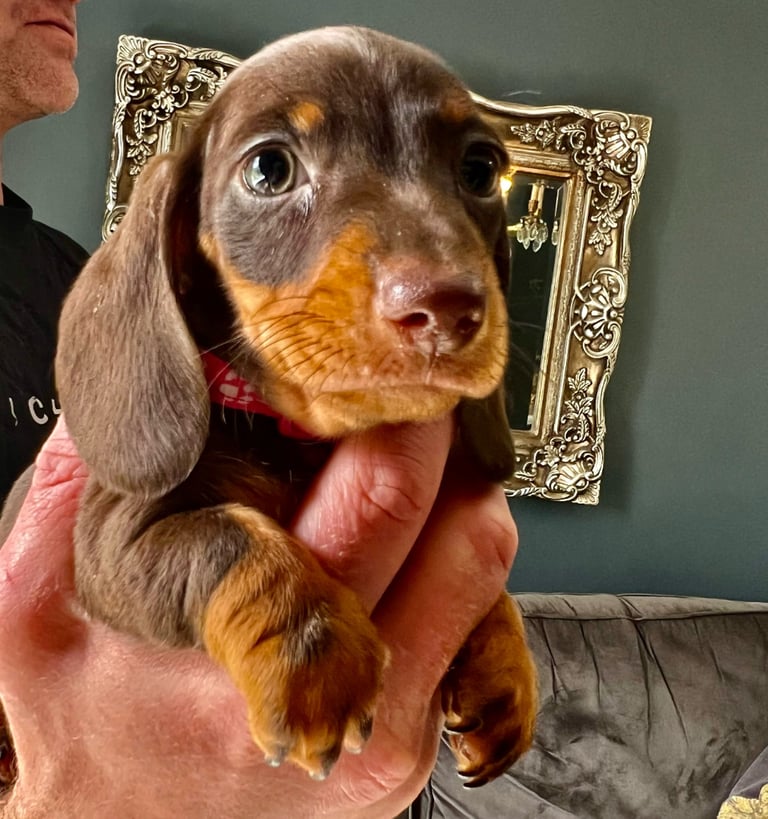 1st Time Advertised As Now Ready. KC Reg True Miniature Dachshunds.