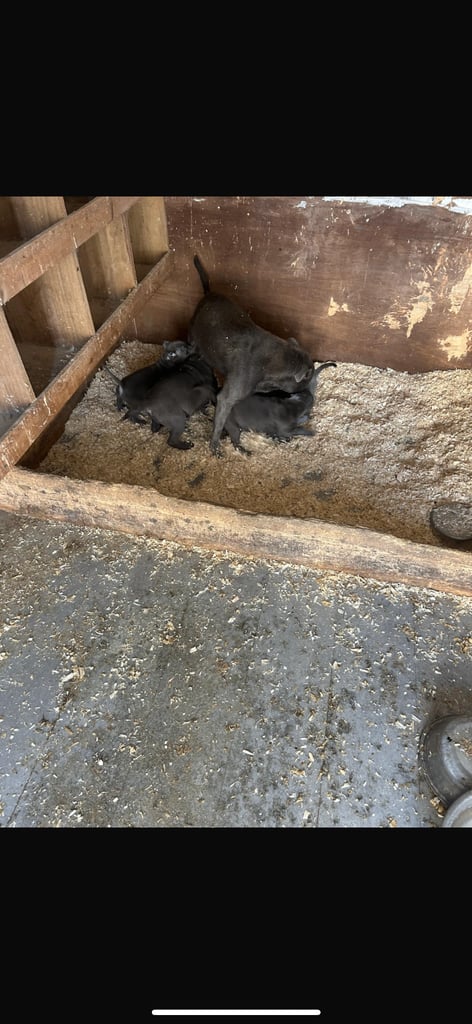 Blue Staffordshire Bull Terrier Puppies 