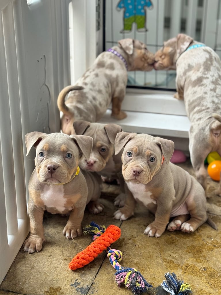 LAST FEMALE MERLE POCKET BULLY AVAILABLE‼️‼️