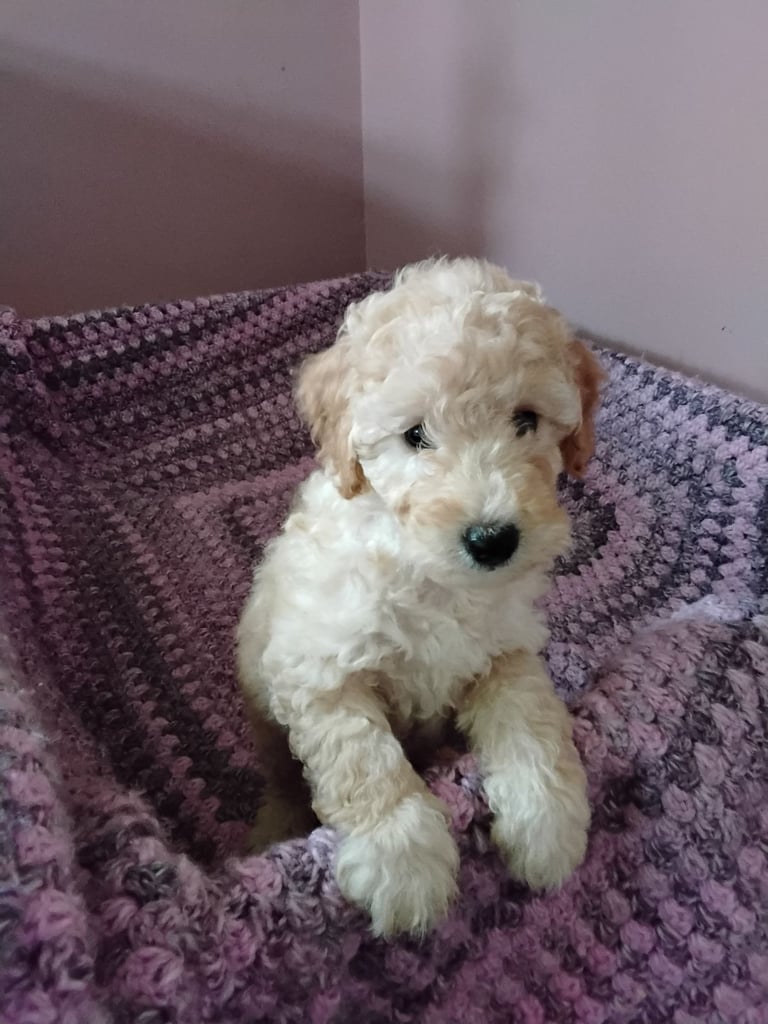 Cockapoo puppies 