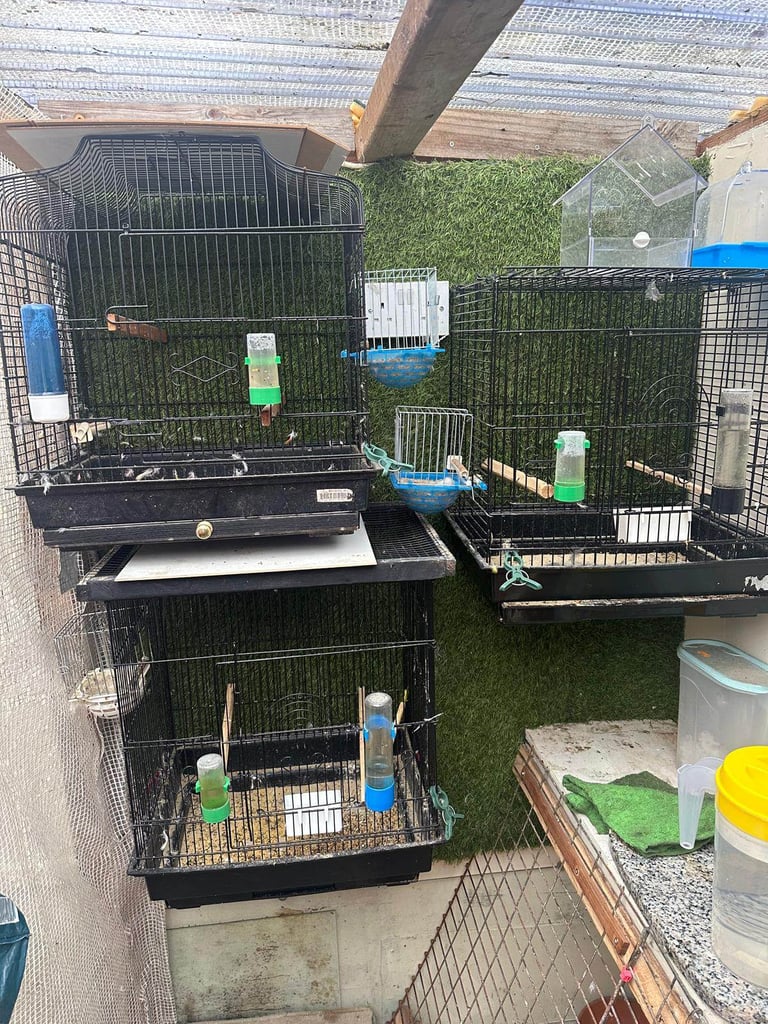 Bird cages 