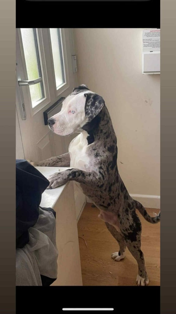 Beautiful  American bulldog