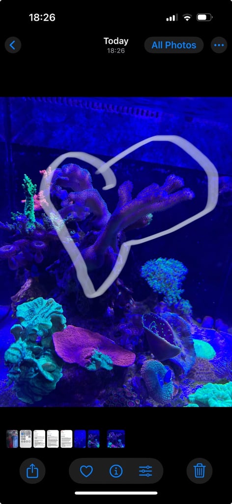 image for Stylo coral for sale 