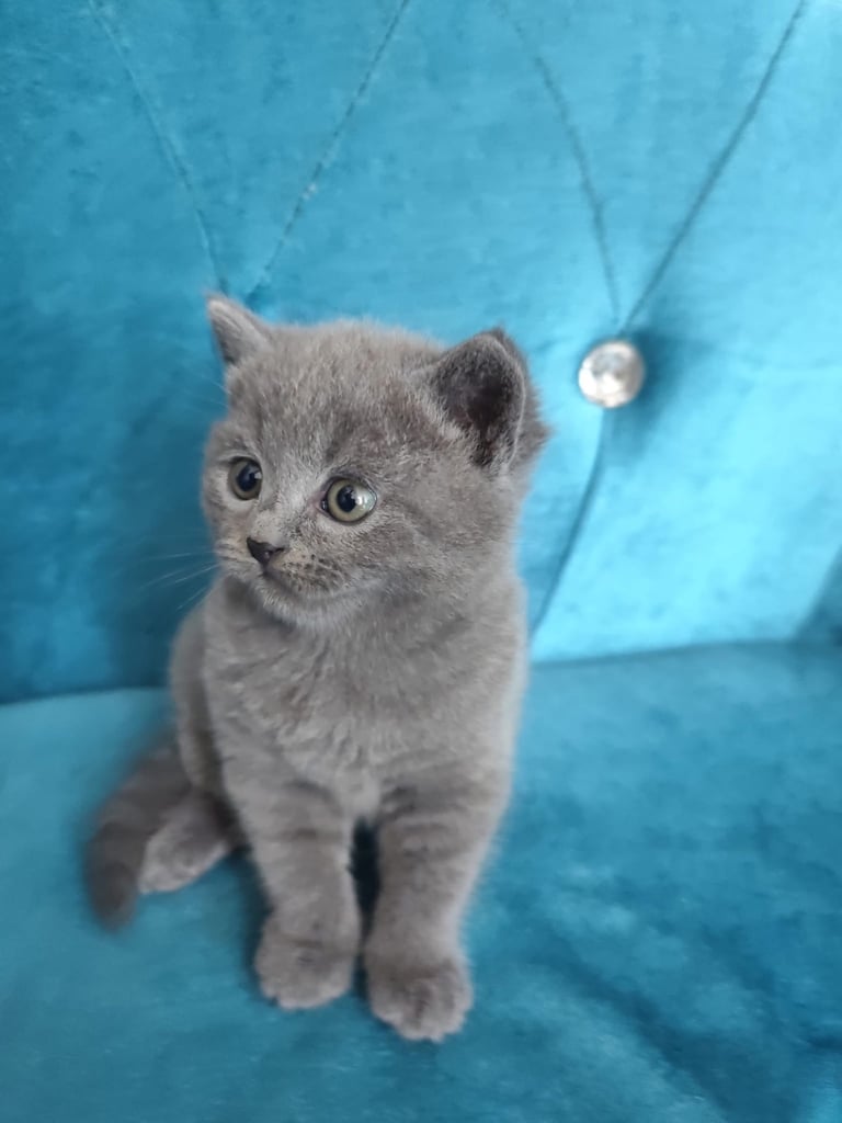 Stunning British shorthair kittens