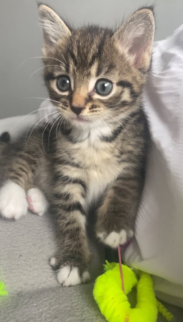 Kitten ready to leave 