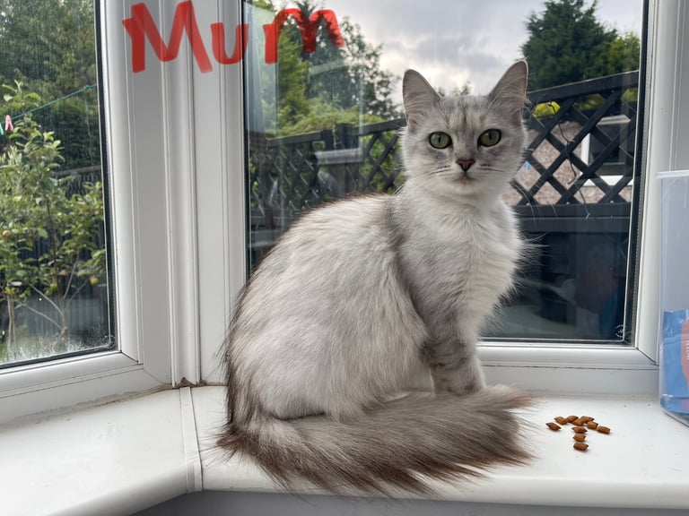 kittens Persian Chincilla  for sale Bradford