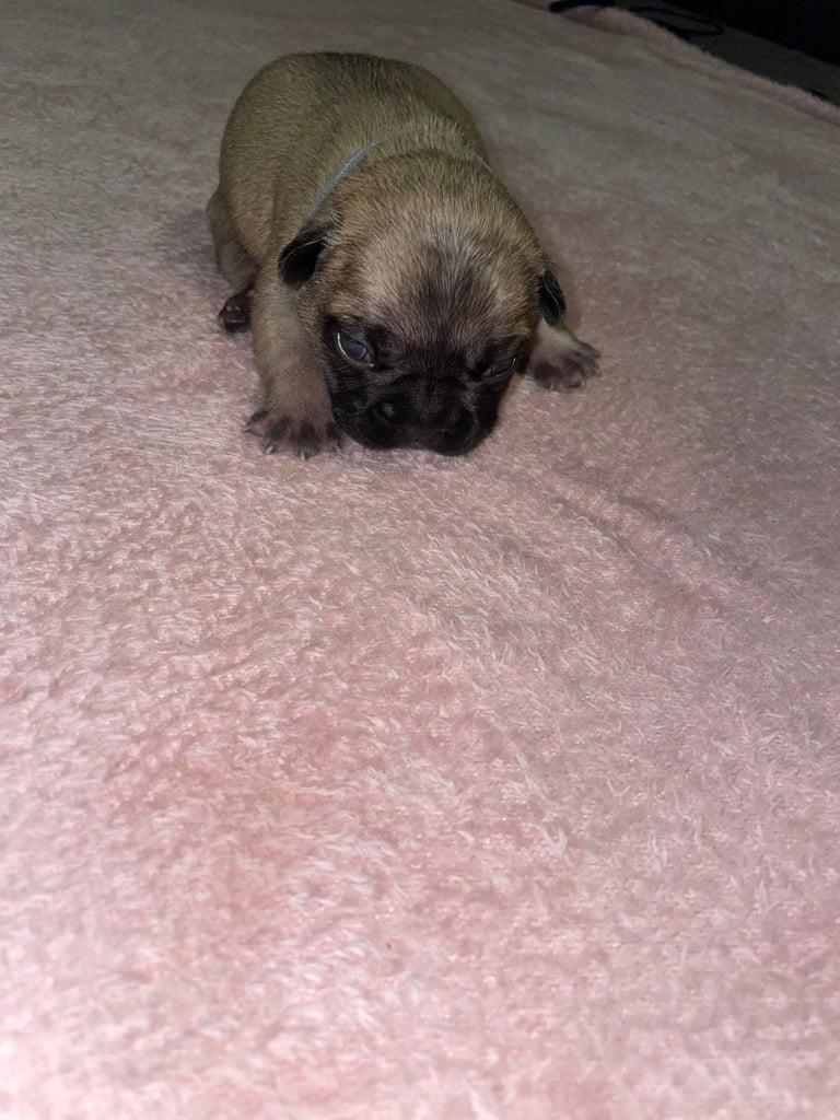 French bulldog puppies