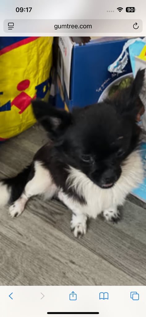 Chihuahua x shitzu no offers