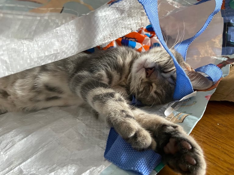 Stunning grey tabby kitten