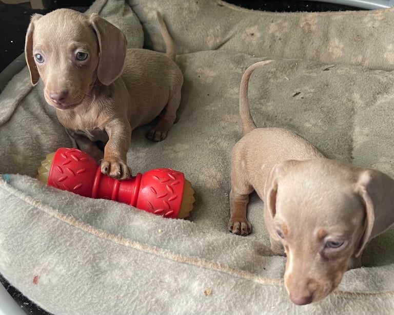 Isabella and tan Mini Miniture dachshund smoothed hair 