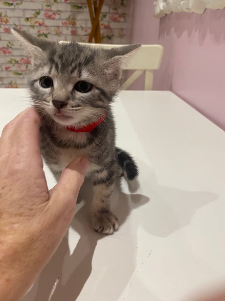 4 beautiful Bengal X kittens Boys £200