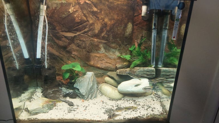 Juwel fish tank 