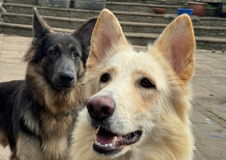 4 x bitches ready 1 week! 21/10/25 gsd pups German shepherd puppies! Lovely temperments! 