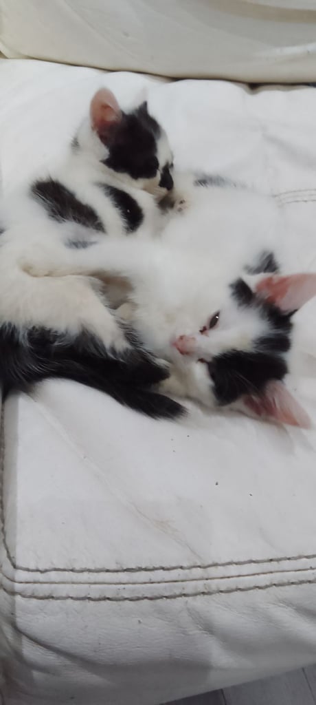 Kittens weaned and litter trained