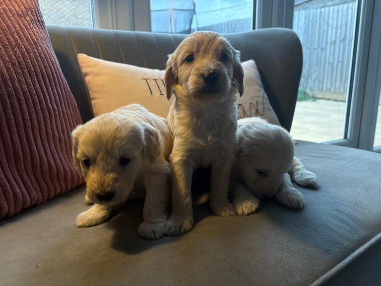 Labradoodle puppies 2 boys 3 girls 