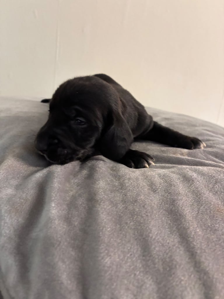 🐶 Gorgeous Dachshund Pups Looking for Homes – 25th Oct ✨