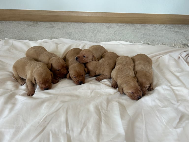 Fox red Labrador