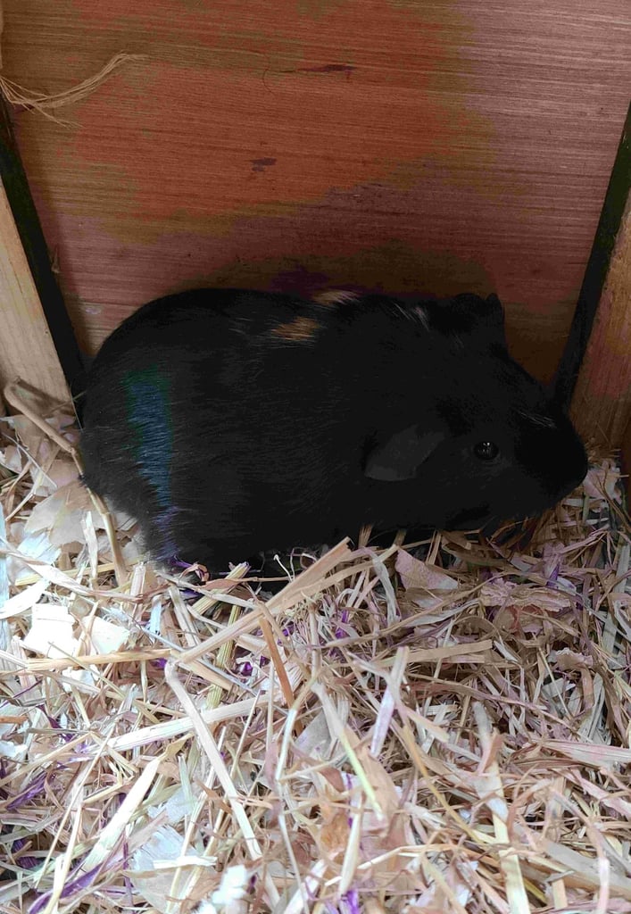 Guinea Pigs (Female)