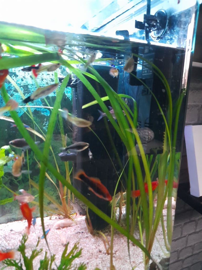 Tropical fish for sale 