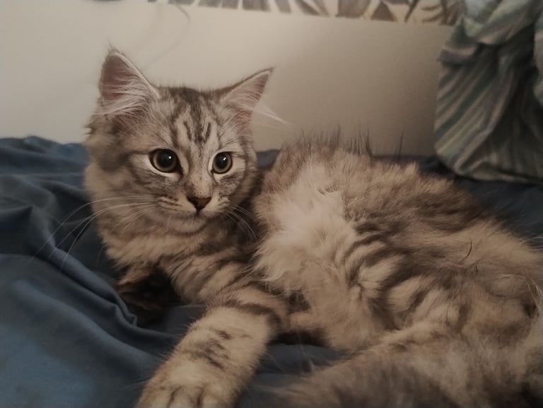 Rare chinchilla Persian Two Kittens And 18 Months Old Maine Coon Female Cat