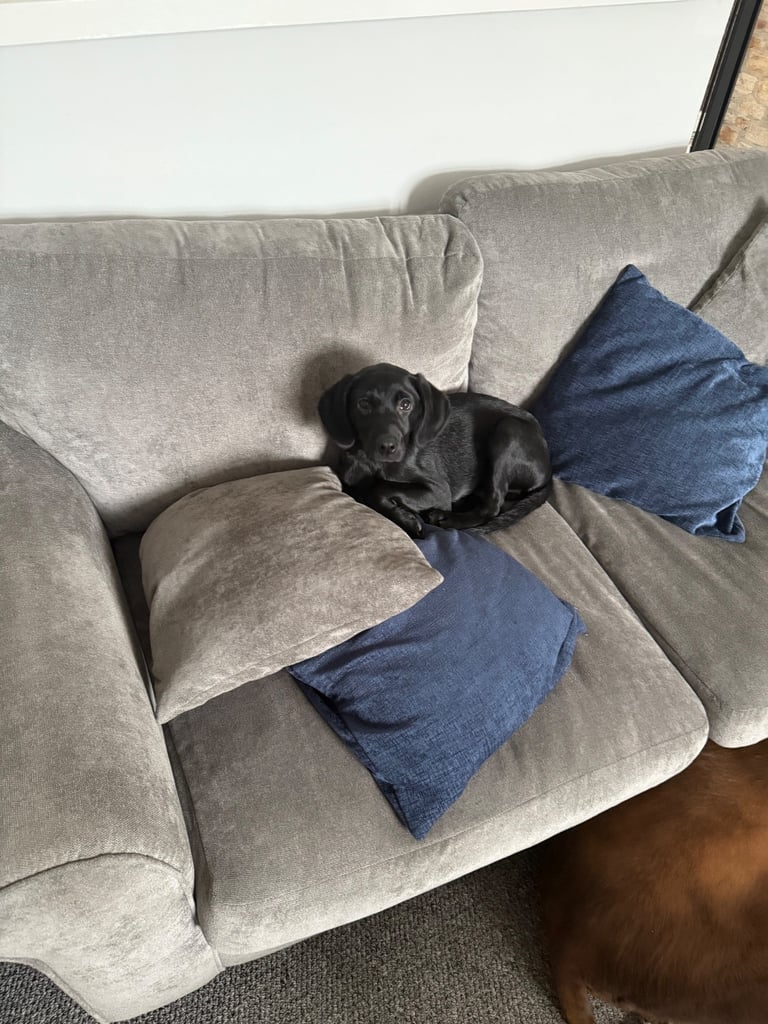 Black labrador