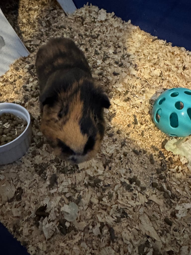 image for 2 male guinea pigs