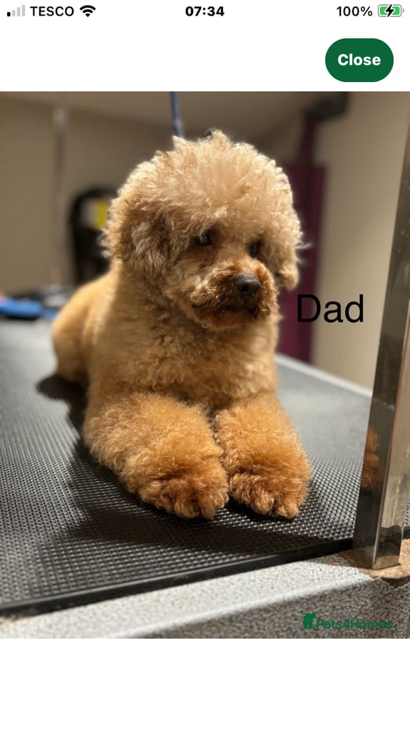 F1B COCKAPOO PUPPY