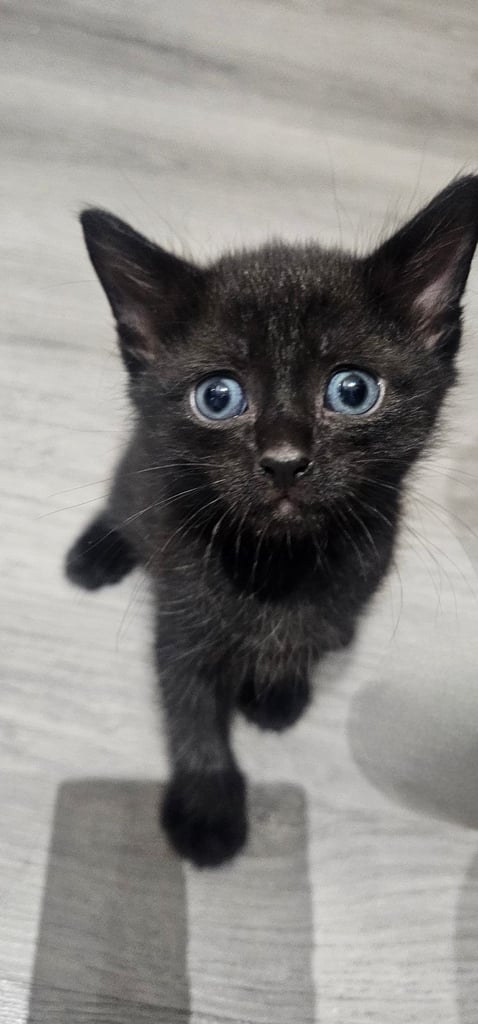 🐾 Adorable Black Kittens 🐾