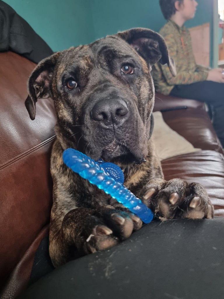 2 year old presa canario 