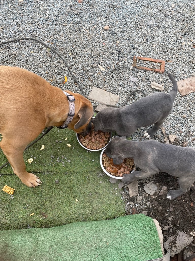 1 cane corso pup left