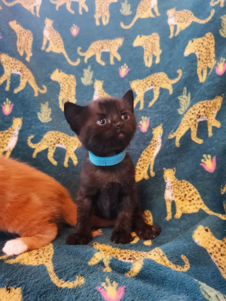 Little fluffy black kitten 